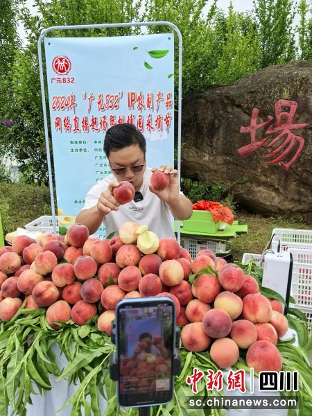 凡敏忙碌地向網友推介當地優質桃子 。苗志勇 攝 凡敏忙碌地向網友推介當地優質桃子 。苗志勇 攝