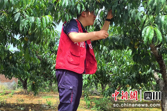 農險理賠人員現場查勘桃樹。人保財險綿陽江油支公司供圖 農險理賠人員現場查勘桃樹。人保財險綿陽江油支公司供圖