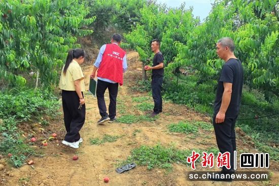 農險理賠人員與種植戶溝通受損情況。人保財險綿陽江油支公司供圖 農險理賠人員與種植戶溝通受損情況。人保財險綿陽江油支公司供圖