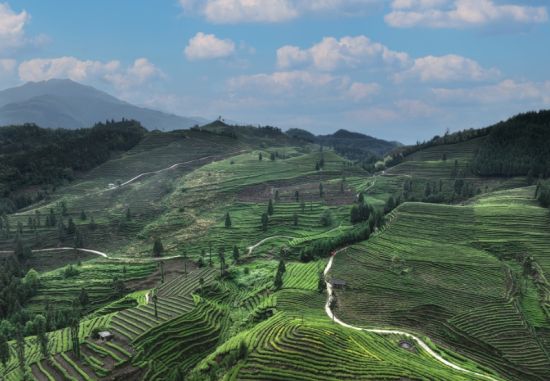 屏山的茶園梯田 屏山的茶園梯田