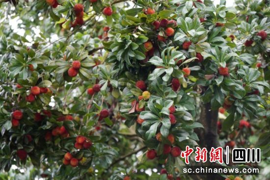 成片的楊梅紅熟誘人。楊均梅 攝 成片的楊梅紅熟誘人。楊均梅 攝