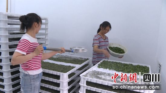 在數字化小蠶共育中心,工人們正在蠶臺間進行桑葉喂食。廖珈 攝 在數字化小蠶共育中心,工人們正在蠶臺間進行桑葉喂食。廖珈 攝