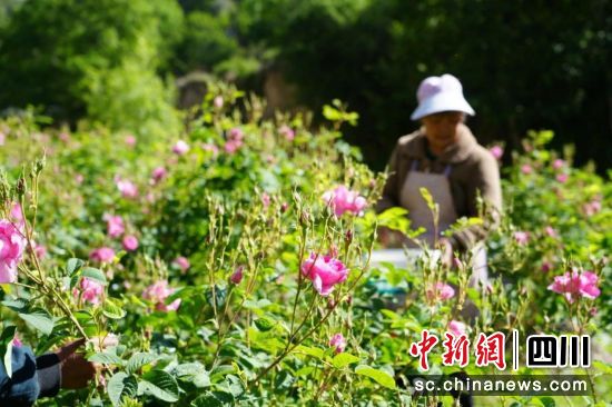 花農采摘玫瑰花。小金縣委宣傳部供圖 花農采摘玫瑰花。小金縣委宣傳部供圖