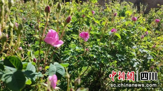 小金玫瑰花。小金縣委宣傳部供圖 小金玫瑰花。小金縣委宣傳部供圖