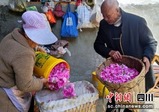 小金玫瑰花喜獲豐收。小金縣委宣傳部供圖 小金玫瑰花喜獲豐收。小金縣委宣傳部供圖