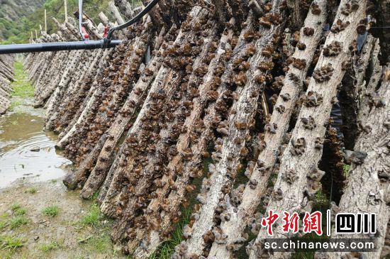 青岡木耳種植。壤塘縣委宣傳部供圖 青岡木耳種植。壤塘縣委宣傳部供圖