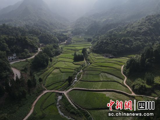 黃荊鎮(zhèn)羅江村連片趕黃草種植田。古藺縣委統(tǒng)戰(zhàn)部供圖 黃荊鎮(zhèn)羅江村連片趕黃草種植田。古藺縣委統(tǒng)戰(zhàn)部供圖