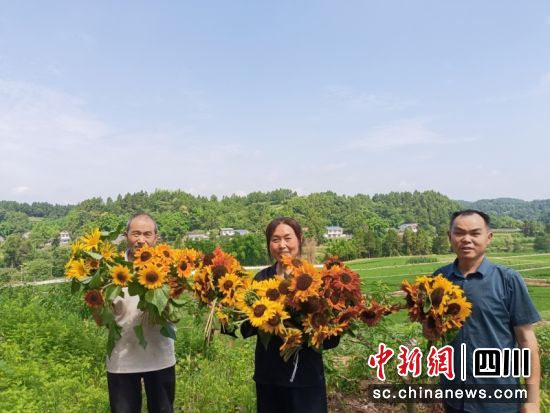 吉慶村向日葵的豐收場景。潘政吉 攝 吉慶村向日葵的豐收場景。潘政吉 攝