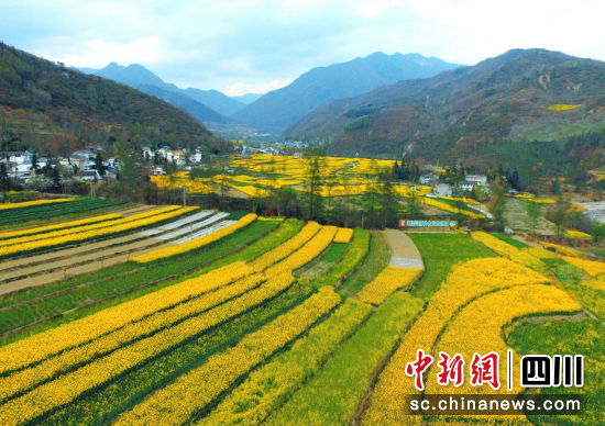 高村鄉油菜田。 平武縣委宣傳部供圖 高村鄉油菜田。 平武縣委宣傳部供圖