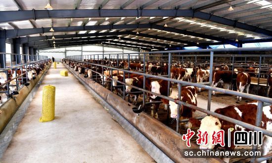 三江樂活村240頭肉牛入欄。伍排勇攝 三江樂活村240頭肉牛入欄。伍排勇攝