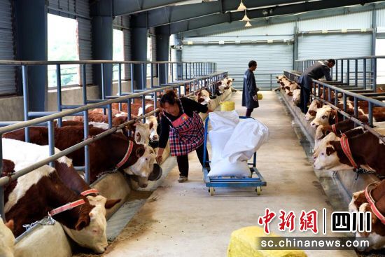 三江樂活村240頭肉牛入欄。伍排勇攝 三江樂活村240頭肉牛入欄。伍排勇攝