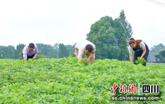 村民正在除草。貢井融媒 供圖 村民正在除草。貢井融媒 供圖