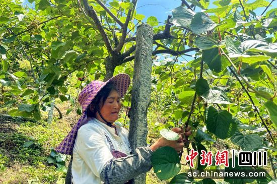 村民正在對獼猴桃進行疏果管理。汶川縣委宣傳部供圖 村民正在對獼猴桃進行疏果管理。汶川縣委宣傳部供圖