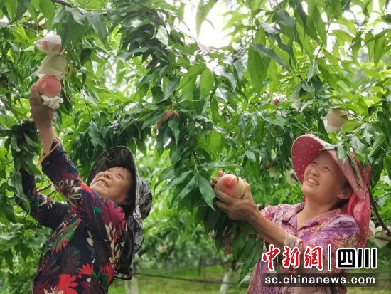 古樓香桃豐收。廖桂華 攝 古樓香桃豐收。廖桂華 攝
