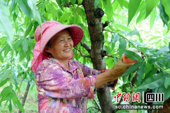 古樓香桃豐收。廖桂華 攝 古樓香桃豐收。廖桂華 攝