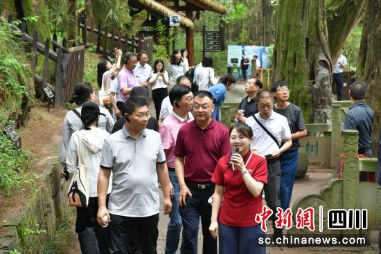 文藝名家在劍閣縣翠云廊行走蜀道。活動主辦方 供圖 文藝名家在劍閣縣翠云廊行走蜀道。活動主辦方 供圖