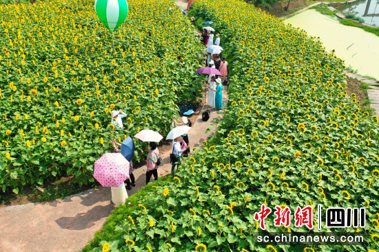 游客在向日葵花海中游玩。楊尚威 攝 游客在向日葵花海中游玩。楊尚威 攝