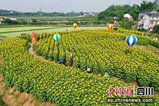 游客在向日葵花海中游玩。楊尚威 攝 游客在向日葵花海中游玩。楊尚威 攝