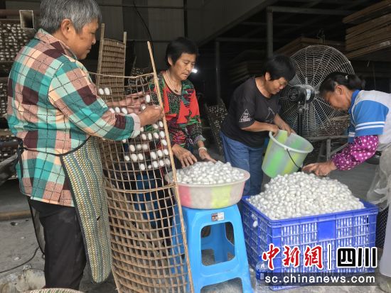 養蠶戶抓緊摘收鮮繭。黃平 攝 養蠶戶抓緊摘收鮮繭。黃平 攝
