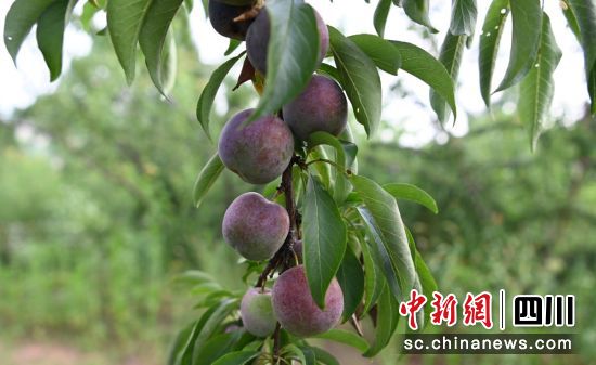 “有機李子”成熟。榮縣融媒 供圖 “有機李子”成熟。榮縣融媒 供圖