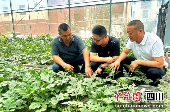 村兩委和村民正在查看西瓜長勢。汶川縣委宣傳部供圖 村兩委和村民正在查看西瓜長勢。汶川縣委宣傳部供圖