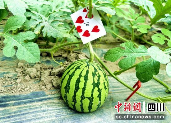 大棚種植西瓜長勢良好。汶川縣委宣傳部供圖 大棚種植西瓜長勢良好。汶川縣委宣傳部供圖