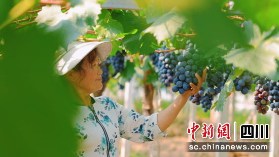 游仙區仙鶴鎮“果滿山川”現代農業園區里,數千畝葡萄陸續成熟。 游仙區融媒體中心供圖 游仙區仙鶴鎮“果滿山川”現代農業園區里,數千畝葡萄陸續成熟。 游仙區融媒體中心供圖