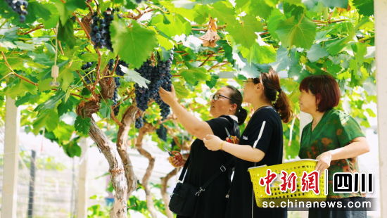 游客采摘葡萄。 游仙區融媒體中心供圖 游客采摘葡萄。 游仙區融媒體中心供圖