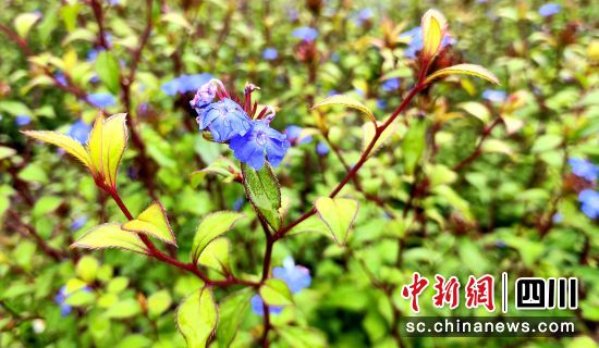 “藍角柱”盛開著藍色花瓣在微風(fēng)中搖曳。呂楊攝 “藍角柱”盛開著藍色花瓣在微風(fēng)中搖曳。呂楊攝