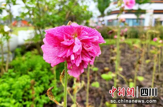 在川花自主創(chuàng)新園中,共有20余種品種展出,作為川花“課代表”的蜀葵展示出嬌艷多姿。呂楊攝 在川花自主創(chuàng)新園中,共有20余種品種展出,作為川花“課代表”的蜀葵展示出嬌艷多姿。呂楊攝