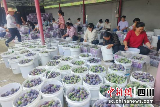 村民們正在分裝李子。 游仙區融媒體中心供圖 村民們正在分裝李子。 游仙區融媒體中心供圖