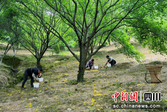 采摘青梅。 平武縣委宣傳部供圖 采摘青梅。 平武縣委宣傳部供圖