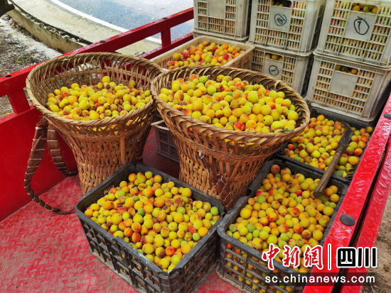 搬運(yùn)裝車。 平武縣委宣傳部供圖 搬運(yùn)裝車。 平武縣委宣傳部供圖