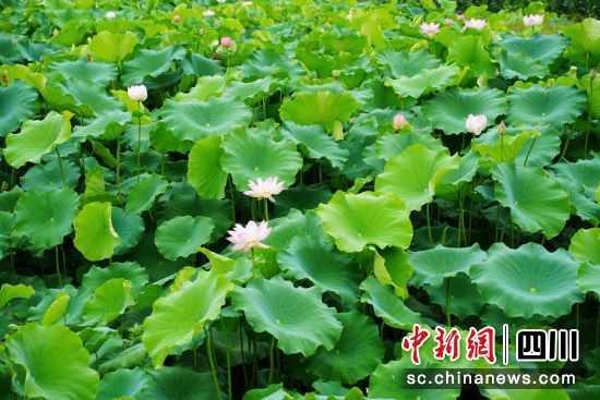 荷塘美景。 楊勇 攝 荷塘美景。 楊勇 攝