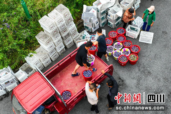 大石社區600余畝李子迎來豐收季,村民們忙碌地搬運裝筐。中共平昌縣委宣傳部 供圖 大石社區600余畝李子迎來豐收季,村民們忙碌地搬運裝筐。中共平昌縣委宣傳部 供圖