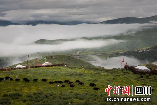 牦牛牧場(chǎng)。壤塘縣委宣傳部供圖 牦牛牧場(chǎng)。壤塘縣委宣傳部供圖