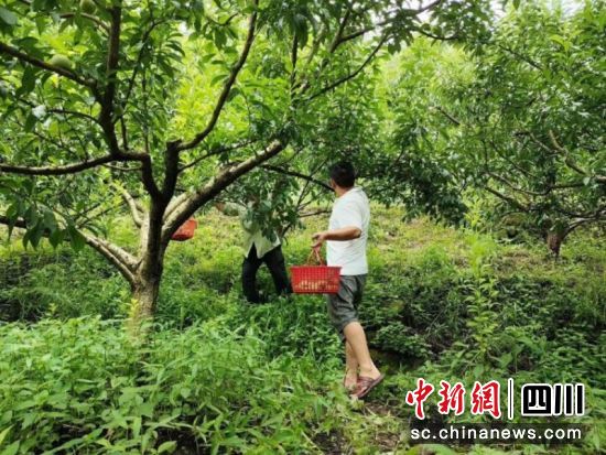 農戶們正穿梭在樹林間忙著采摘鮮果。李媛媛 攝 農戶們正穿梭在樹林間忙著采摘鮮果。李媛媛 攝