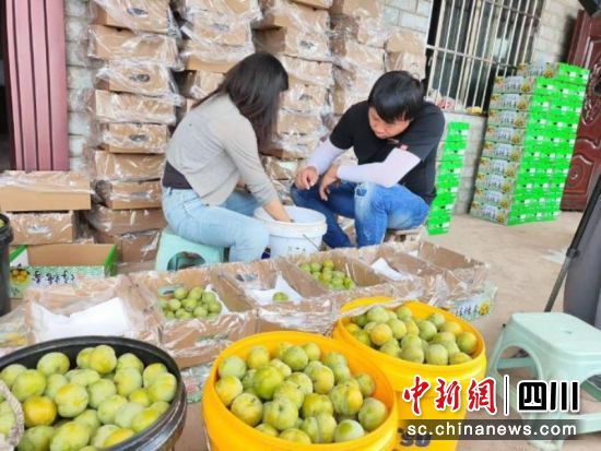 收購商正在對蜂糖李的品質進行挑選、分級。李媛媛 攝 收購商正在對蜂糖李的品質進行挑選、分級。李媛媛 攝
