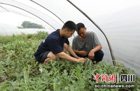 陳星宇(左)在大棚內與瓜農交流。自貢市委組織部 供圖 陳星宇(左)在大棚內與瓜農交流。自貢市委組織部 供圖