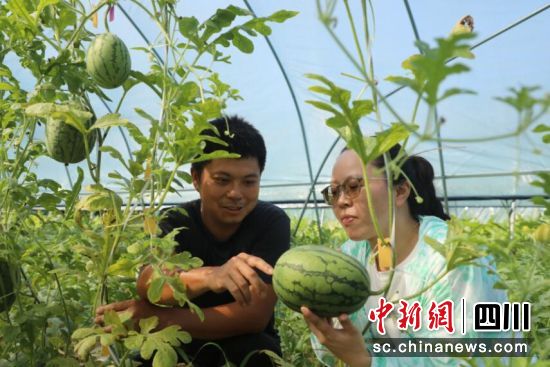 西瓜豐收。龍馬潭區(qū)融媒體中心供圖 西瓜豐收。龍馬潭區(qū)融媒體中心供圖