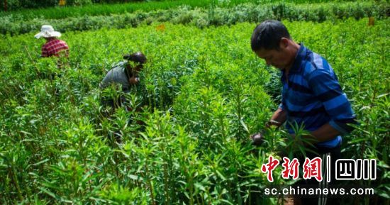 趕黃草豐收。古藺縣委統戰(zhàn)部供圖 趕黃草豐收。古藺縣委統戰(zhàn)部供圖