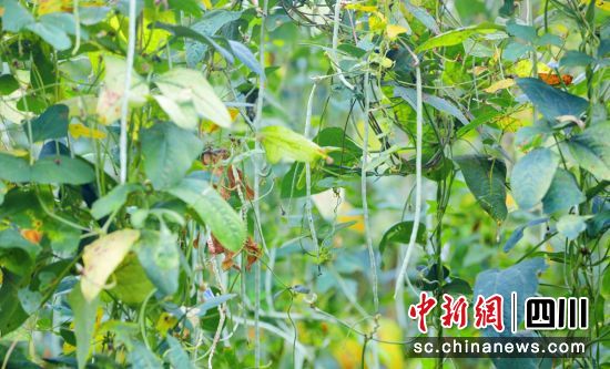 豇豆豐收。羅雨果 供圖 豇豆豐收。羅雨果 供圖