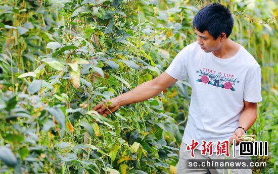 采摘豇豆。羅雨果 供圖 采摘豇豆。羅雨果 供圖