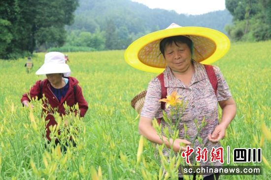 “西充縣大自然生態有限公司”黃花種植基地。蔣星攝 “西充縣大自然生態有限公司”黃花種植基地。蔣星攝