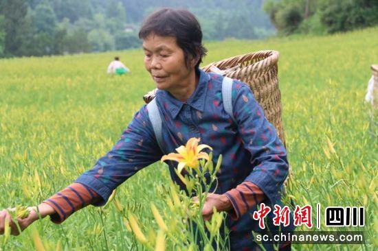 “西充縣大自然生態有限公司”黃花種植基地。蔣星 攝 “西充縣大自然生態有限公司”黃花種植基地。蔣星 攝