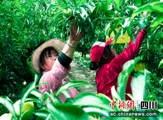 蜂糖李豐收。古藺縣融媒體中心供圖 蜂糖李豐收。古藺縣融媒體中心供圖