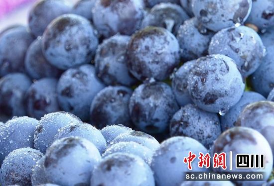 新鮮采摘的葡萄。 綿竹市融媒體中心供圖 新鮮采摘的葡萄。 綿竹市融媒體中心供圖