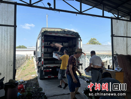 村民們正在打包裝運(yùn)葡萄。 綿竹市融媒體中心供圖 村民們正在打包裝運(yùn)葡萄。 綿竹市融媒體中心供圖