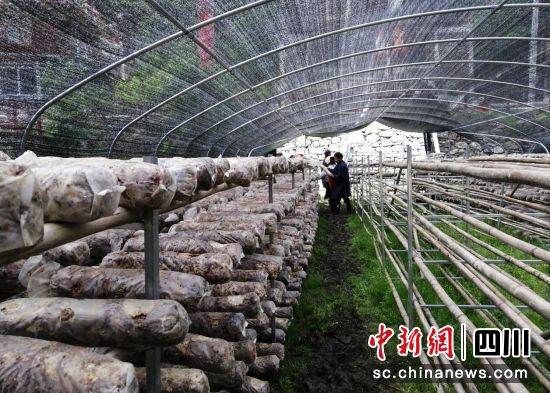 香菇大棚。壤塘縣委宣傳部供圖 香菇大棚。壤塘縣委宣傳部供圖