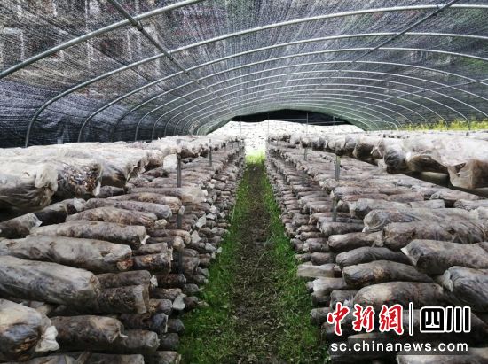 香菇大棚。壤塘縣委宣傳部供圖 香菇大棚。壤塘縣委宣傳部供圖